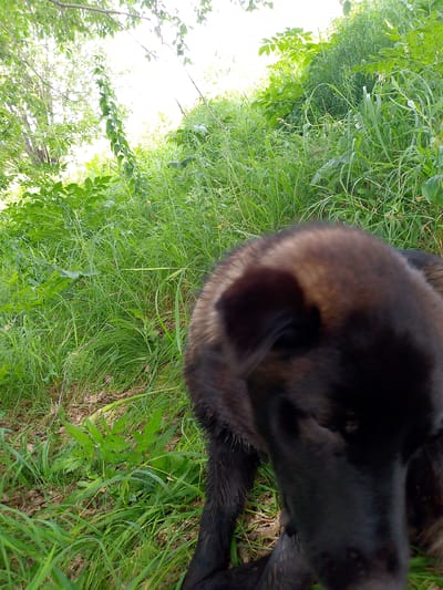 In Novozykovo, Russia, an image depicts a close-up, low-angle view of a dog's head and upper body, with its face partially obscured by a shallow depth of field. The dog has dark fur with some lighter brown markings on its head. It is positioned in a grassy, outdoor environment with lush green foliage, tall grass, and scattered fallen leaves. In the background, sunlight filters through tree branches, creating a bright, overexposed sky and illuminating the greenery. The overall scene suggests a natural, uncultivated outdoor setting.