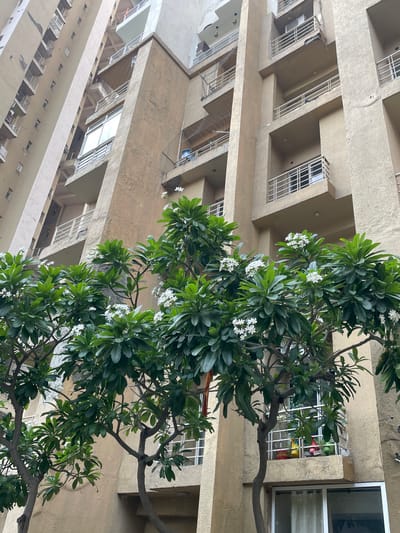 This low-angle photograph captures a multi-story building in Noida, India, partially framed by a large, leafy tree adorned with clusters of small white flowers. The building features a muted beige or light brown facade, characterized by a series of concrete balconies, ledges, and window recesses. Numerous windows are visible, many protected by white, grid-like security grilles.
In some of the visible window alcoves, external air conditioning units are discernable, while another shows colorful items, likely laundry, hanging behind a grille. The prominent tree, possibly a Plumeria species given its distinct foliage and blossoms, occupies a significant portion of the right and central foreground, its vibrant green leaves contrasting with the building's neutral tones.
The lighting suggests natural daylight, likely on an overcast or partly cloudy day, as shadows are soft and diffused rather than sharp. No people are visible in the scene, and there is no discernible text or signage on the building. The perspective is tilted upwards, emphasizing the height and architectural patterns of the structure.