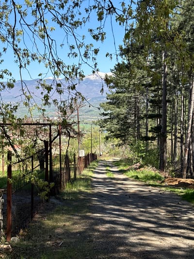 The image depicts a dirt road, lined with tall trees casting shadows across the surface, leading towards a valley with a distant mountain range. A metal fence runs alongside the road. In the foreground, tree branches with budding leaves reach into the frame. The scene is likely located near Boboshevo, Bulgaria, as the surrounding landscape is consistent with its geographical location. No people are visible.