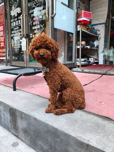 A reddish-brown poodle sits patiently on a pink mat outside a storefront in Jixi, China. The store appears to be a hair salon, as indicated by Chinese characters on the glass doors that translate to "Hair Shop" and "Welcome." The poodle is wearing a brown collar with a dog tag that has Chinese characters on it. To the left of the dog is a black elevated pet bed. The ground is concrete, with some wear and tear visible. In the background, shelves are visible inside the store, stacked with various items including boxes and bags. The overall scene suggests a commercial street environment in Jixi.