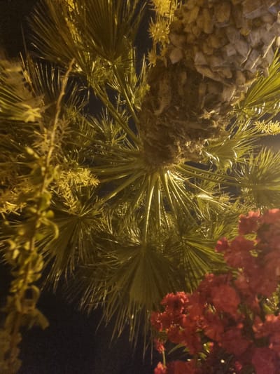 The image shows a close-up, upward-looking view of a palm tree trunk and fronds, illuminated by artificial light at night. The trunk is rough and textured, covered in what appears to be dried bark or fibers. The fronds are a vibrant green and fanned out, with some appearing to be covered in small, star-shaped flowers or developing fruit. In the lower right of the image, a cluster of bright red flowers is visible, possibly from a different plant. The background is dark, indicating it is nighttime. The scene is located in Aguamarina-sector A1, Spain. There are no people or animals visible in the image, and no specific actions or interactions are depicted.