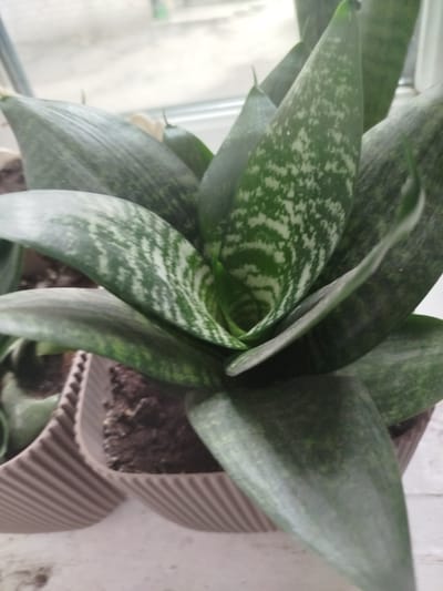 This image shows a close-up of a potted snake plant. The plant has broad, dark green leaves with lighter green, wavy patterns. The leaves are arranged in a rosette pattern, with newer leaves growing upwards from the center. The plant is in a ribbed, light brown pot, and another identical pot is partially visible to the left. The soil in the pot is dark brown and appears moist. In the background, out of focus, is a light-colored surface that could be a windowsill or table, with hints of a window and possibly an outdoor scene beyond. The lighting suggests an indoor setting, likely during the daytime. There is no visible text in the image. The overall mood is calm and natural, highlighting the beauty of the plant.