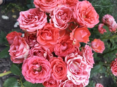 A close-up, overhead shot showcases a cluster of vibrant pink and coral roses. The roses are in various stages of bloom, with some tightly furled and others fully open, revealing intricate petal formations. The foreground is dominated by these lush flowers, with their soft, velvety petals taking center stage. Green leaves and thorny stems peek through the blooms, providing a natural contrast.
In the background, the scene becomes softer and more diffused. Out-of-focus green foliage suggests an outdoor garden setting. The ground appears to be a mixture of dark soil and scattered light-colored debris, possibly fallen petals or leaves. The lighting suggests it is daytime, with natural light illuminating the flowers and creating soft shadows. The overall impression is one of natural beauty and abundance, evoking a feeling of tranquility and appreciation for nature. There are no people or visible text in the image. The location context of Recea, Moldova, suggests this image was captured in a garden or park within that region.