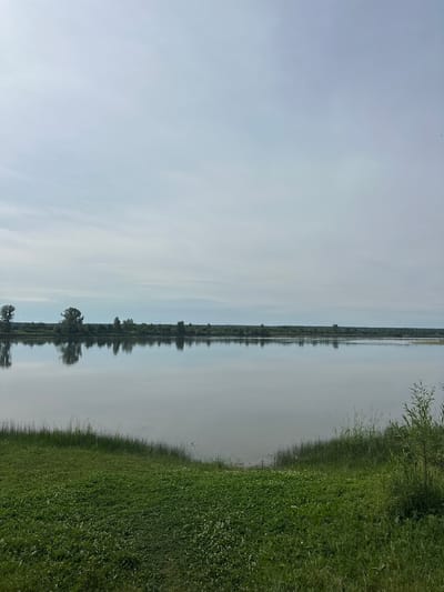 The image depicts a wide, calm river reflecting the overcast sky and the distant tree line along the opposite bank. In the foreground, lush green grass, dotted with small white flowers, slopes down towards the water. The overall scene is tranquil and natural, characteristic of a riverside landscape in or near Eniseiskoe, Russia, likely during the daytime under diffused light conditions.