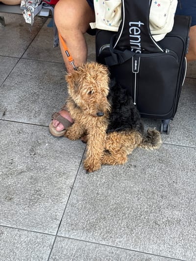 An Airedale Terrier sits on a gray, tiled sidewalk next to a black Samsonite suitcase and a person's legs wearing brown Birkenstock sandals. An orange leash is attached to the dog's collar and is looped around the person's ankle. A white and cream tote bag with multi-colored stars is also visible behind the suitcase. The scene appears to be in an outdoor public space, possibly a street or plaza in Santa Margherita Ligure, Italy, given the context of the location.