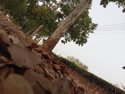 A low-angle view captures an outdoor scene in Barikin Ladi, Nigeria. The immediate foreground, occupying the lower-left, is covered by a dense, blurred layer of dry, brown deciduous leaves and twigs. A large tree trunk, likely eucalyptus, rises diagonally from the lower-left towards the upper-right, featuring distinct light grey, mottled bark that peels in irregular patches, revealing darker brown underbark. Its upper branches, bearing dense green foliage, extend towards the upper-left and right. In the mid-ground, a dark green, dense hedge or embankment runs horizontally from left to right, with dry, light brown grasses and sparse vegetation situated below it. The upper-right portion of the image is dominated by a pale, overcast sky, against which four parallel power lines or communication cables are visible horizontally. No individuals or discernible actions are present.