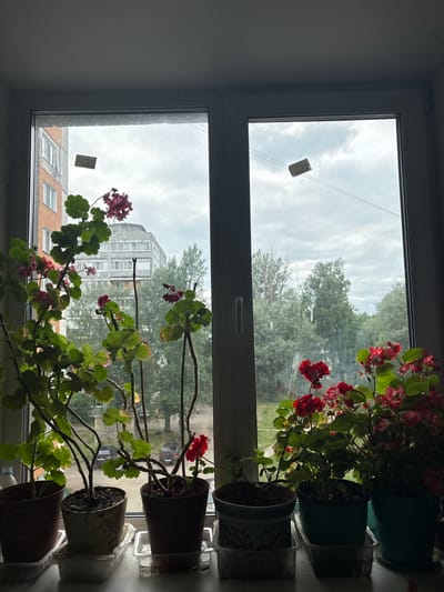 This is a medium shot of a windowsill with potted plants and a view of an urban landscape under an overcast sky. The windowsill holds five potted plants with green leaves and red flowers, likely geraniums. The pots are made of various materials including clay and plastic, and some have decorative patterns. They are placed on plastic trays.

Through the window, the view shows several apartment buildings, trees, and power lines. Two pieces of paper are affixed to the glass of the window. The overall impression is a residential setting in Tutaev, Russia, with a focus on indoor plants.