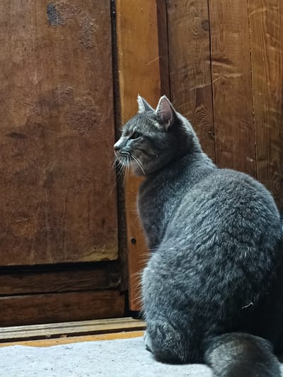 A medium shot captures a grey tabby cat from the side, its body filling the right half of the frame. The cat is sitting on a light-colored, textured surface, possibly a rug or carpet, facing left. Its fur is dense and appears somewhat fluffy. The cat's head is turned to the left, with its profile clearly visible, including its ears, eyes, and whiskers. The cat has a focused or alert expression, looking towards something outside the frame.
The background consists of two distinct wooden surfaces. To the left, there's a large, dark wooden panel with an uneven, possibly distressed texture. Several patches of lighter material are visible on this surface, appearing as if they've flaked or peeled off. To the right of this panel, and behind the cat, is a vertical wooden surface made of planks, with a visible wood grain pattern. The lighting suggests an indoor setting, possibly with low light conditions, as evidenced by the shadows and the overall mood. The time of day is indeterminate, but the subdued lighting could imply early morning or evening. There are no people visible, and no text is present in the image. The scene appears to be a domestic or rustic interior in Бархатово, Russia.