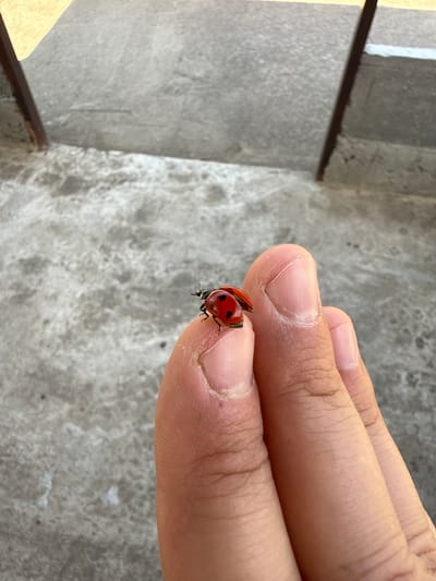 A close-up, top-down shot shows a person's fingers holding a ladybug. The ladybug, a common coccinellid beetle, is bright red with black spots. It is positioned on the tip of a thumb, with its wings slightly open. The background is a textured, grey, concrete-like surface. To the left of the frame, a portion of a vertical structure, possibly a wall or building element, is visible, with horizontal brown accents suggesting wooden trim or framing. The lighting appears to be natural daylight, casting subtle shadows. The scene is indoors or on a sheltered outdoor surface, given the context of the location being Kobleve, Ukraine, which is a coastal resort area. No specific time of day or weather conditions can be definitively determined, but the bright light suggests daytime. The focus is entirely on the interaction between the human hand and the ladybug, with no discernible emotions conveyed. There is no visible text in the image.