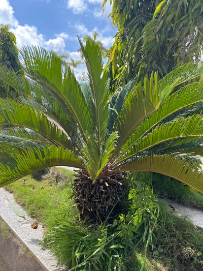 The image captures a sunlit outdoor scene in Xayden, Laos, featuring a sago palm as the central subject. The palm's green fronds are lush and spread outwards from a textured, brown trunk. Surrounding the palm, a patch of green grass covers the ground, with a grey stone border running along the left side of the frame. In the background, dense green foliage and trees are visible against a bright blue sky dotted with white clouds. The scene appears to be a garden or park area, bathed in natural daylight. There are no people or animals present in the image.