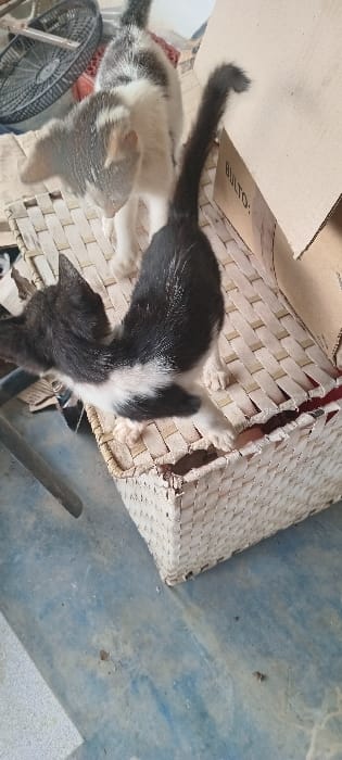 The image displays an indoor scene, presumably within a residence or utility space in Cujisal, Venezuela. The precise address or specific location within Cujisal is not discernible from the visual evidence.

The primary subjects are two domestic cats, likely kittens. In the foreground, a black and white cat is observed on a light-colored, woven box or basket. This cat has its back arched and its front paws extended onto the top edge of the box, appearing to stretch or interact with the surface. Its tail is raised. Behind this cat, partially obscured, is another cat with a mottled white, gray, and light brown (calico/dilute tortie) coat, also standing on the same woven box. Its head is turned away from the viewer, facing towards the left side of the frame.

The woven box is rectangular, appears to be made of a natural fiber or plastic, and shows signs of wear and tear, particularly on its upper edges. To the right of the cats, a light brown cardboard box is partially visible, bearing the word "BULTO" printed in black capital letters. In the background on the left, a portion of a dark electric fan with a visible grill is present. The floor surface beneath the woven box is blue, possibly painted concrete or tile, and is visibly dusty and contains various small debris. The lighting appears to be ambient, originating from an unseen source, casting minimal shadows.