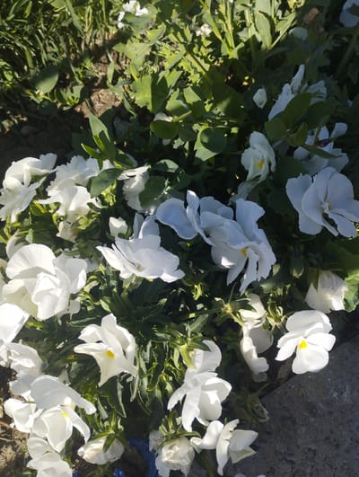 This is a close-up, outdoor, eye-level shot of a cluster of white pansies in Dardar, Uzbekistan. The flowers are in various stages of bloom, with some petals unfurled and others still in bud. The pansies have delicate white petals and some have a small yellow center. They are surrounded by green foliage and dark soil. The sun is casting shadows, indicating it is daytime. The scene appears to be a garden bed or planter box.