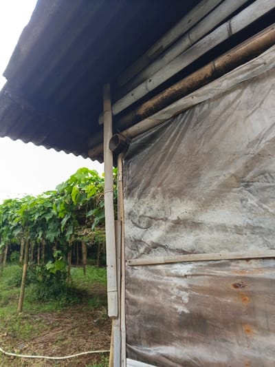 A rustic shelter with a corrugated metal roof and bamboo supports stands next to a cultivated field. A translucent tarp covers the side of the structure, revealing stained wood and rust spots. A dense canopy of green foliage lines the field, supported by posts. A white tube snakes across the grassy ground near the structure.
