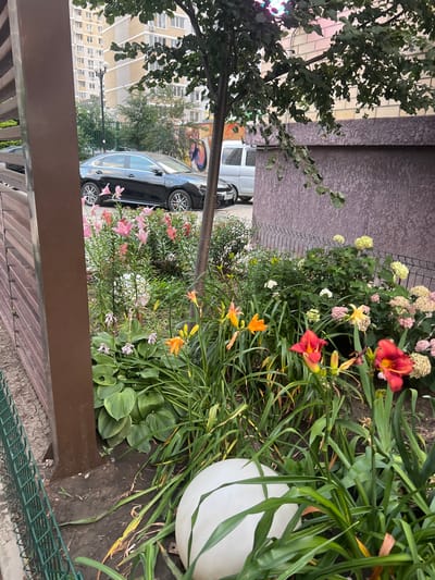 The image shows a residential street scene in Mar'yanskaya, Russia, during daylight hours. A black sedan is parked on the left side of the frame, adjacent to a row of pink lilies and other flowering plants. A light-colored van is parked further down the street. The buildings in the background appear to be multi-story apartment complexes. The foreground features a meticulously maintained flower garden with a variety of colorful blooms, including red and orange lilies, pink hydrangeas, and hosta plants. A large white spherical object, possibly a garden ornament or light fixture, is partially visible in the lower right corner. The scene is framed by a brown fence on the left and a green metal fence in the middle ground. The weather appears to be overcast, but the lighting is sufficient to illuminate the details of the scene. There are no people visible in the image.