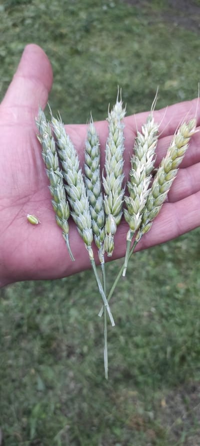 A person's hand, with visible palm lines and a pinkish hue, holds several stalks of unripe wheat. The wheat stalks are a pale green color and have a slightly fuzzy texture. Some of the stalks have individual grains visible. To the left of the wheat stalks, on the palm of the hand, is a single, loose grain of wheat. The background is a blurry expanse of green grass, suggesting an outdoor setting. The lighting appears natural, possibly from daylight.