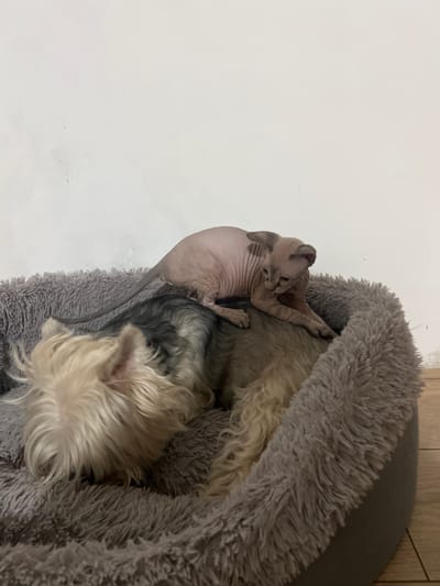 A hairless cat is nestled on top of a small, light-colored dog in a grey, plush, round dog bed. The bed is located near a white wall and a wooden panel. The location is not discernable from the image.