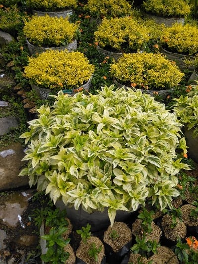 This image captures a cultivated outdoor plant area in El Rincón de Monagas, Venezuela. The central foreground features a large, dark grey planter containing a dense, rounded variegated plant with prominent light green and cream-white leaves. Behind this, and extending into the mid-ground, are multiple rows of repurposed tire planters, each holding a compact, spherical bush composed of small, bright yellow-green foliage. Scattered orange flowers are visible amongst these yellow bushes. In the lower foreground, to the left and right of the main variegated plant, numerous smaller plants are displayed in black plastic nursery bags, some topped with a light-colored mulch material. The ground consists of damp earth, scattered small stones, and sections of concrete or paved pathway visible in the lower left. No individuals or discernible actions are depicted.