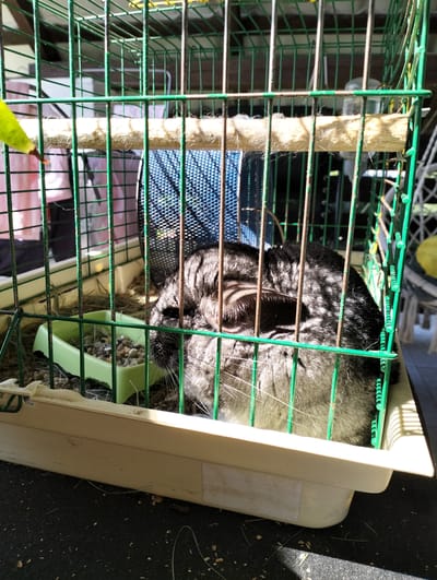 A chinchilla is resting in a green metal cage on a dark surface. The cage has a wooden perch across the middle and a light-colored plastic base. A small green food dish is visible in the lower left corner of the cage. The chinchilla is gray and white with black markings. It is curled up with its eyes closed. The cage is located outdoors, as indicated by the sunlight and shadows. There are some blurry objects in the background, but they are not identifiable. The scene is likely in a residential area in Drohobych, Ukraine.