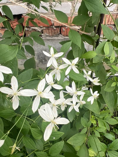 In Poletaevo, Russia, a close-up, high-angle shot captures a cluster of white clematis flowers blooming amidst lush green foliage. The flowers, characterized by their delicate, star-shaped petals and prominent stamens, are distributed across the frame, with some in sharp focus and others softly blurred. The vibrant green leaves of the clematis vine serve as a backdrop, with some leaves showing slight imperfections like minor yellowing or small spots. In the upper left corner, a section of a weathered brick wall is visible, its red bricks showing signs of age. A coarse, natural fiber rope runs horizontally across the top of the image, suggesting the vine is being guided or supported. A dark, vertical stake or pole is partially visible on the right, further indicating artificial support for the plant. The ground beneath the foliage is not clearly discernible, but hints of darker soil or ground cover are present at the bottom of the image. The lighting suggests it is daytime, with soft illumination that highlights the floral details without harsh shadows.
