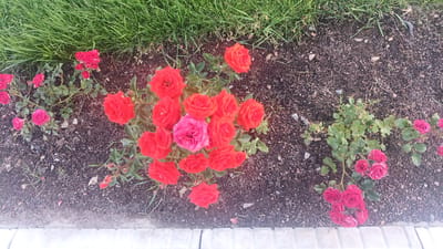 This image shows a close-up, top-down view of several rose bushes planted in the ground in Choktal, Kyrgyzstan. The roses are primarily red and pink, with varying degrees of bloom. The ground is composed of dark soil with small stones and is bordered by a strip of green grass at the top and a light-colored, paved walkway at the bottom. There are no people or animals visible in the scene. The lighting suggests it is daytime.