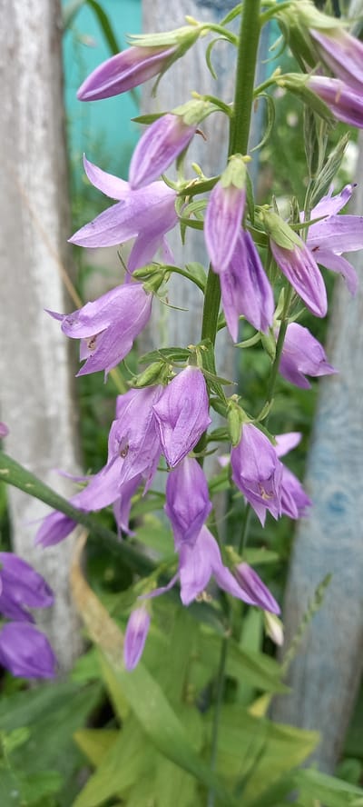 A close-up shot captures a cluster of bell-shaped purple flowers, likely Campanula, growing on a green stem. The flowers are in various stages of bloom, with some fully open, revealing delicate petals and stamens, while others are still in bud form. The background is a blur of green foliage and a weathered wooden fence with a teal-colored backing. The overall impression is one of natural beauty, possibly in a garden or wild setting within the rural area of Тоқушы ауылдық округі, Kazakhstan.