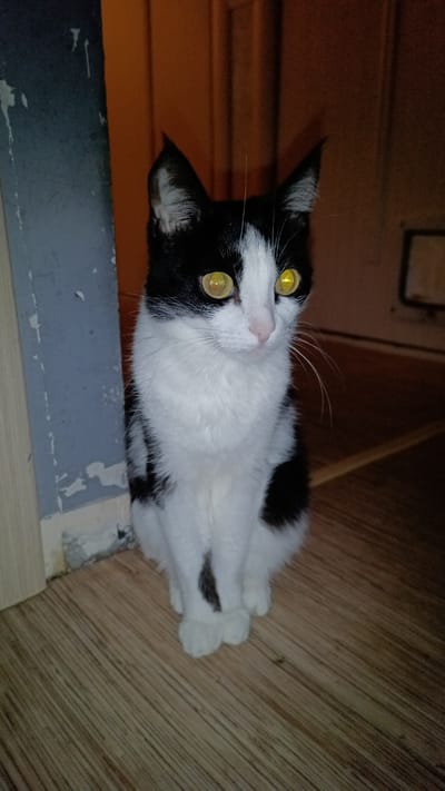 A black and white cat with bright yellow eyes sits on a wooden floor in what appears to be an indoor setting. The cat is positioned in the center of the frame, facing slightly to the right. Its fur is predominantly white with black patches on its head, back, and tail. The background is dimly lit, with a wall to the left and a doorway or another wall to the right. The floor has a wood grain pattern. The overall impression is of a domestic cat in a somewhat unkempt interior space. There is no specific information about the location in Balkhash, Kazakhstan.