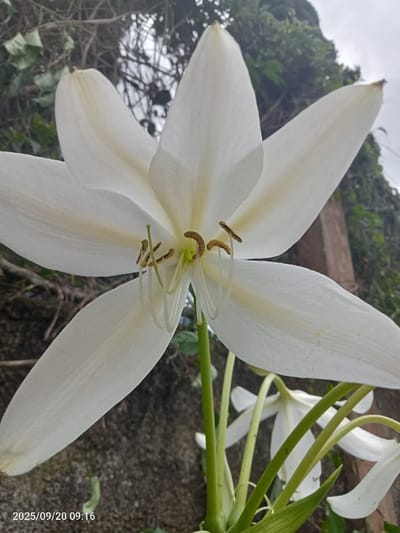 A close-up, slightly upward-angled photograph captured on 2025/09/20 at 09:16:00 depicts a single white flower, consistent with a spider lily (Hymenocallis species), in full bloom. The prominent bloom features six elongated, tapered white petals with faint longitudinal yellow striations towards the center. Centrally located are a pale green pistil surrounded by six white filaments, each bearing a brown anther with visible yellowish pollen. The flower is supported by a rigid green stem. In the out-of-focus background, dense green foliage intertwines with bare branches beneath a bright, overcast sky. A textured dark grey surface occupies the lower left background, while a light brown vertical wooden post is visible on the right. Several additional, less defined white flowers are partially visible on green stems in the lower right foreground. No individuals or active interactions are present in the scene, which is located in Emthanjeni Local Municipality, South Africa.