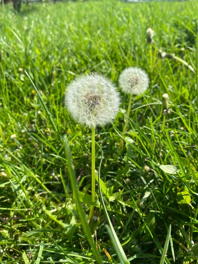 The image depicts a close-up view of a grassy area in Oblivskaya, Russia. Two dandelion seed heads (puffballs) are visible among the green grass blades. The foreground dandelion is in sharp focus, while the second is further away and slightly blurred. Sunlight casts shadows across the scene.