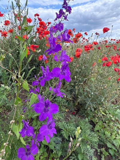 This is a close-up, eye-level shot of a field of red poppies and purple delphiniums under a cloudy sky. The flowers are the primary subjects, with the poppies dominating the background and the delphiniums in the foreground. The scene is a natural setting, likely a meadow or a garden, in Молодёжненское сельское поселение, Ukraine.
The time of day is not explicitly clear, but the lighting suggests it could be overcast midday or late afternoon. The sky is filled with white and gray clouds, indicating partly cloudy or overcast weather.
The poppies are in various stages of bloom, with some fully open and others still in bud. Their vibrant red color contrasts sharply with the more delicate purple of the delphiniums. The delphiniums are clustered together, with some flowers fully bloomed and others still forming buds, suggesting a period of active growth. The image is shot at an angle, which gives a sense of depth and immerses the viewer in the flower field.
There is no visible text in the image. The overall mood is peaceful and natural, highlighting the beauty of the blooming flowers and the atmospheric sky.