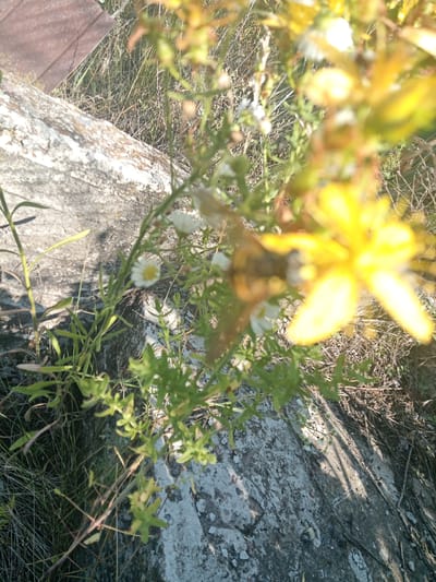 The image depicts a close-up, slightly blurry view of a bee on a yellow flower in Veremia, Ukraine. The bee, with visible stripes, is positioned on the petals of a bright yellow flower, likely feeding on its nectar. The flower is part of a plant with green stems and smaller white flowers with yellow centers, scattered throughout the scene. The background is a mix of dry grass, twigs, and a rough, greyish-white surface that appears to be a rock or a weathered structure. The lighting suggests it is daytime, with sunlight casting shadows on the ground. The overall impression is of a natural, outdoor setting in a rural or wild area, possibly a field or a roadside. There is a hint of a wooden object in the top left corner, possibly a fence or a piece of discarded wood. No text is visible in the image.