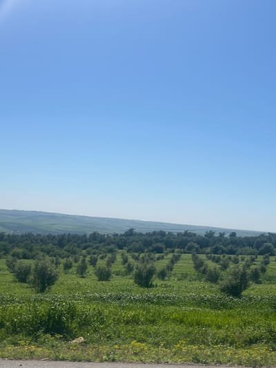 The image shows a landscape in Mrhassiyine, Morocco. The left side features a clear, light blue sky. The right side depicts a field with evenly spaced rows of trees, likely olive groves, interspersed with green vegetation. A narrow gray path or road borders the field on the far right. The terrain is slightly hilly.