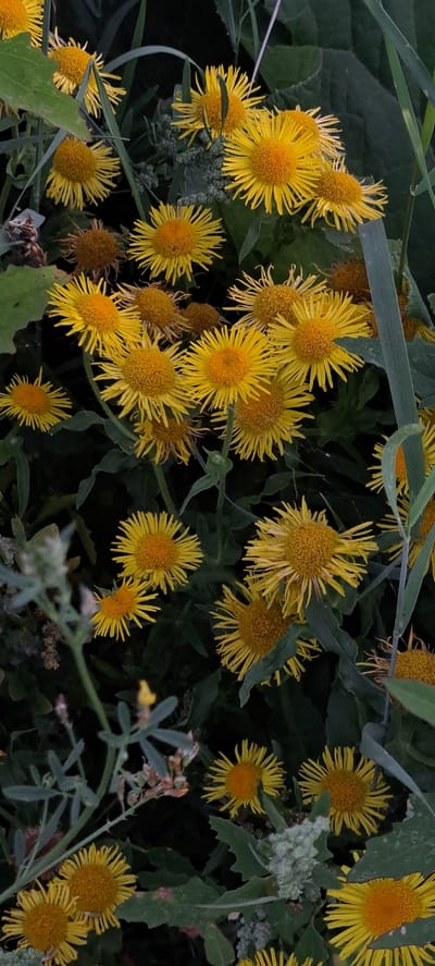 The image depicts a close-up, vertical view of a patch of yellow wildflowers, likely growing in a natural or semi-natural setting. The flowers are characterized by numerous thin, ray-like petals surrounding a darker, textured center. They are clustered together, with some appearing fully bloomed and others in various stages of development, including some withered or dried specimens. Lush green foliage and grass surround the flowers, with some leaves and stems partially obscuring the blooms. The lighting suggests it may be overcast or late in the day, as the overall scene is somewhat muted with deep shadows. The image does not contain any people or human activity. The location is identified as Bash-Kaiyndy, Kyrgyzstan, implying a rural or natural landscape common to that region.