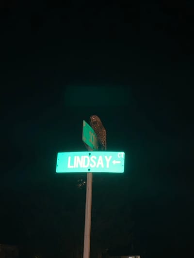 An owl is perched on top of a street sign in Elizabeth City, North Carolina. The street sign, illuminated by a green light, reads "LINDSAY CT" with an arrow pointing to the right. The owl is brown and spotted, with large eyes. The background is dark, indicating that it is nighttime. The image appears to be taken from a low angle, looking up at the owl and sign.