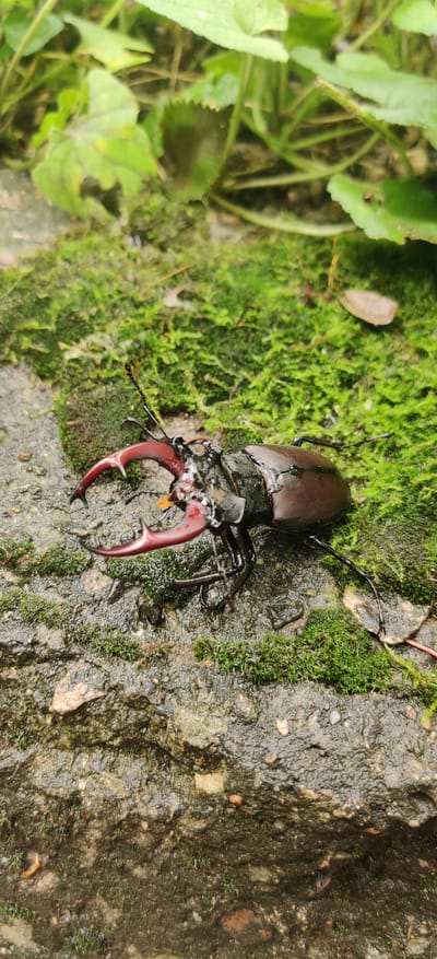 A male stag beetle is centered on a damp, moss-covered rock surface in Vadul lui Voda, Moldova. The beetle, dark brown with prominent reddish-brown mandibles, rests diagonally with its head towards the lower left. Its segmented antennae and legs are visible. The entire subject and its immediate environment are wet, with visible water droplets adhering to the beetle's exoskeleton, the vivid green moss, and the greyish-brown rock. The background features blurred green foliage from various broad-leafed plants, indicating a natural, outdoor setting under ambient daylight. No other animate subjects or human presence are depicted.