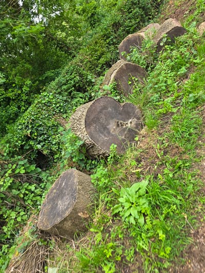 This image depicts a natural, verdant hillside in Wepre, United Kingdom, captured from an elevated perspective looking downwards along a slope. The scene is dominated by dense green vegetation and a series of cut tree stumps arranged diagonally across the incline.

In the foreground, the ground is a mix of exposed dark soil and various shades of green grass and small plants. Moving upwards and to the left, five distinct tree stumps are visible, acting as steps or barriers on the steep slope. The most prominent stump, located roughly in the center-left of the image, has a unique heart-shaped cross-section with visible concentric growth rings and a dark, possibly decaying, core. Its bark is textured and grayish-brown.

Further up the slope, three more circular tree stumps are partially obscured by dense greenery, showing similar dark, weathered wood and textured bark. The stumps are surrounded by and partially covered with vibrant green grass, slender weeds, and small leafy plants.

To the left and towards the top of the image, the hillside transitions into a thick, untamed mass of foliage, including bright green leafy shrubs, darker ivy clinging to unseen surfaces, and taller trees with an abundance of green leaves against a bright, overcast sky. The overall impression is one of lush, wild growth, with the cut stumps indicating past human intervention in the natural landscape. No individuals, animals, or additional man-made objects are visible within the frame. The lighting appears even, suggesting an overcast day.