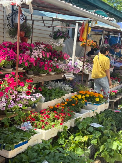 The image depicts an outdoor plant market in Pereyaslavka, Russia. The scene is filled with various potted plants and flowers displayed on shelves and in crates. In the foreground, lush green seedlings and cucumber plants are visible. Further back, a variety of colorful flowers, including pink, red, purple, and yellow petunias and marigolds, are arranged in planters. A woman wearing a yellow shirt and blue jeans is standing at the market, looking towards the right side of the frame. Behind her, more plants and market stalls are visible, along with hanging plastic bags. The market appears to be set up under a canopy, suggesting an open-air retail environment. The overall impression is that of a vibrant and active marketplace selling horticultural goods.