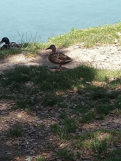 The image depicts a natural outdoor scene near the water's edge in Banyoles, Spain. In the foreground, a solitary duck stands on a patch of dry ground with scattered leaves and sparse green grass. The duck is facing to the left, with its body angled away from the viewer. Its plumage is mottled brown and black, characteristic of a mallard. To the left of this duck, partially obscured by shadow, are two more ducks resting near the water. One is visible from the side, facing left, while the other is mostly hidden behind it. They are positioned on a grassy bank sloping towards the calm, light blue water. The background consists of the water, a strip of green grass, and a sandy bank. The overall impression is a peaceful, natural environment.