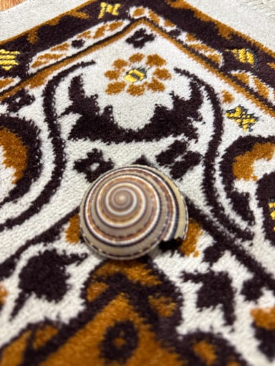 The image presents a close-up, high-angle view of a snail shell resting on a patterned carpet.
The central subject is a roughly circular snail shell, featuring a distinct concentric spiral pattern. Its coloration consists of alternating bands of light beige, various shades of brown, and dark brown, creating a visually appealing natural design. The shell appears to have a slightly chipped or broken edge on one side.
The shell is placed on a soft, plush-looking carpet or rug. The carpet displays an intricate and ornate pattern. Dark brown, golden brown, and yellow-gold curvilinear shapes and stylized floral motifs are set against a cream or off-white background. The texture of the carpet pile is visible, giving it a soft, tactile appearance.
There is no discernible activity or event taking place; the shell is stationary. The image does not provide any cues regarding the time of day, weather, or specific emotions. While the context indicates the location as Mideuenjok, Indonesia, no specific visual elements within the image itself confirm this. No text is visible in the frame.