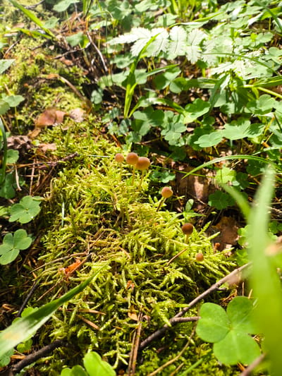 A close-up, eye-level shot captures a patch of vibrant green moss on the forest floor in Гудок Снт, Russia. Several tiny, light brown mushrooms with thin stems sprout from the moss, appearing as a cluster of delicate growths. The surrounding environment is a dense natural setting, with various shades of green foliage, including clover leaves and grass, interspersed with dried pine needles and fallen leaves. The sunlight filters through the canopy, creating bright highlights and casting soft shadows, giving the scene a slightly dappled and naturalistic appearance. No people or animals are present in the frame.