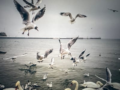 A flock of birds, mostly gulls, fills the frame above a body of water. Some birds fly, some are diving towards the water, and others rest on its surface. White swans are seen in the foreground. A distant structure appears on the horizon, possibly a pier or a building. The overall lighting is soft, lending a hazy, muted tone to the scene.