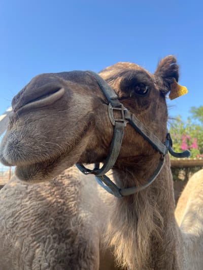 A forensic image captured in Hod Hasharon, Israel, displays a close-up, low-angle view of a Dromedary camel's head and upper neck under a clear blue sky. The camel has light brown fur, transitioning to a darker shade on its face and neck, with a distinct wavy texture visible on its body. A light blue fabric halter with metal buckles and rings is fitted around its muzzle and head. A yellow plastic identification tag, bearing the text "378 R" and "1002010", is attached to the camel's right ear. Its dark eye, prominent muzzle, and nostrils are clearly depicted. In the softly blurred background to the right, green foliage and pink floral elements are visible, indicating an outdoor, daytime environment.