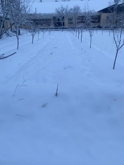 A snowy scene shows a building alongside bare trees, all coated in snow. The ground is completely covered, with small twigs and branches poking through the surface. The building is a simple structure with visible windows and appears to be partially obscured by the snow-covered branches. The light is soft, creating a monochromatic blue and white landscape.