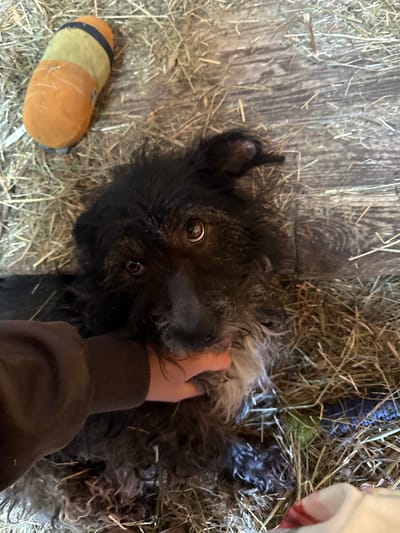 A medium-shot, eye-level photograph shows a black, medium-sized, terrier-like dog lying on its back and being petted. The dog's face is visible; it has light-brown eyes and a white muzzle. A person's right hand is visible, petting the dog's neck. The person is wearing a brown long-sleeved shirt. The dog and the person are on a floor that is covered in loose hay and on a wooden surface. A partially visible, cylindrical toy that is yellow, orange, and black rests on the hay near the bottom-left of the frame. Some hay is matted and appears wet in the top-right corner of the frame. There are no identifying features that would place this image in the city of Severnyi, Russia.