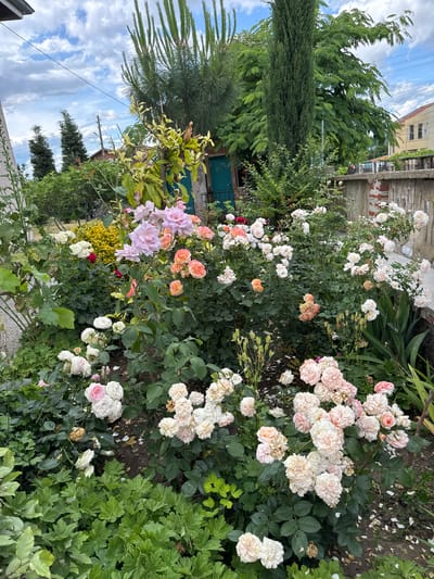 The image captures a vibrant garden in Kabile, Bulgaria, overflowing with a variety of blooming roses in shades of pink, peach, and white. The roses are densely packed, creating a lush and colorful display. Among the roses, there are also some ornamental shrubs and plants, including a bright yellow bush. In the background, a tall cypress tree stands prominently, alongside other trees and a partially visible building with a brick wall. The sky above is partly cloudy with a few scattered clouds against a blue backdrop. The scene suggests a well-maintained garden, likely in a residential area, with elements of urban nature integrated into the landscape.