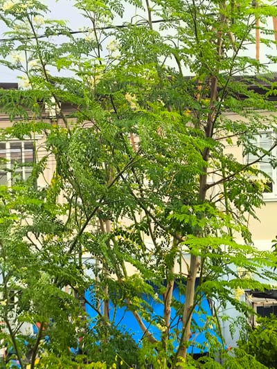 The image shows a close-up of a moringa tree in full bloom, with its delicate white flowers and feathery green leaves filling the frame. The tree is multi-trunked and appears to be mature, with branches extending upwards and outwards. In the background, a residential building with light-colored walls and windows is visible. The windows have white frames, and some appear to be screened. The overall setting suggests a backyard or garden area in a residential neighborhood. The lighting suggests it is daytime, possibly overcast due to the soft, diffused light. There is no visible text in the image. The focus is entirely on the lush greenery and delicate white blossoms of the moringa tree, conveying a sense of natural beauty and tranquility. The presence of a building indicates an urban or suburban environment, and the growth of the tree suggests a warm climate, consistent with the General Trias, Philippines location context.