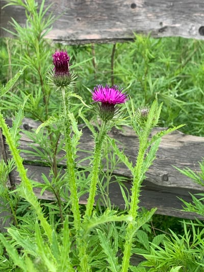 The image displays a close-up of thistles growing in front of a weathered wooden fence, set against a backdrop of lush green foliage. The thistles are in various stages of bloom, with some showing vibrant magenta flower heads and others still in bud form. The plants are characterized by their spiny stems and leaves. The wooden fence appears rustic and shows signs of age. The overall environment suggests an outdoor setting, possibly a garden or a rural area. The image does not contain any people or explicit actions. The location in Ustinovka, Russia is not visually evident from the image itself, but is provided as context.