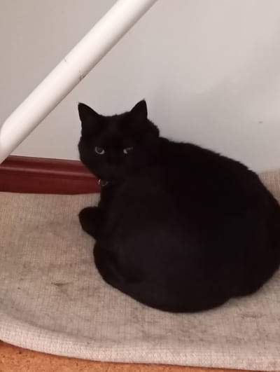 A black cat with light-colored eyes is curled up on a light-colored rug. The cat is facing to the left and looking towards the camera. Behind the cat is a white wall with a white pipe running diagonally across the top of the frame. A dark red baseboard runs along the bottom of the wall, separating it from the rug. The scene appears to be indoors, possibly in a home. There is no discernible information in the image to indicate a specific location within the city of Fátima, Portugal.