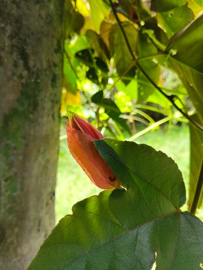 A single, elongated reddish-orange flower bud is partially visible, positioned centrally within a natural outdoor setting in Masulog, Philippines. The bud is partially obscured by a prominent, dark green leaf with visible venation, located in the lower right and extending towards the center. To the left, a vertical section of a light brown-grey tree trunk with discernible bark texture is present, out of focus. The background consists of a blurred mass of green foliage, including leaves and slender plant stems, suggesting a dense vegetated environment under natural daylight conditions. No human subjects, animals, or man-made objects are present.