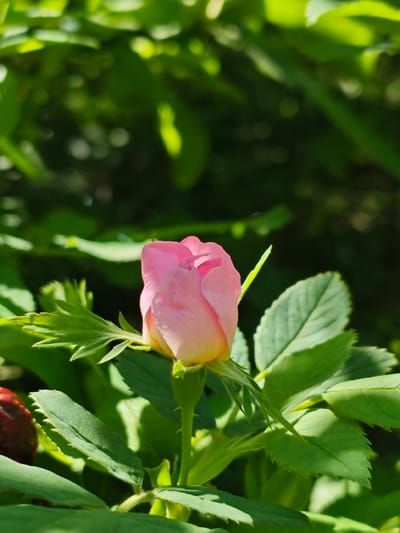 The image depicts a pink rosebud surrounded by green leaves. The bud is mostly closed, with a slight yellow tinge at the bottom. The leaves are textured and vary in shade. The background is a blur of green foliage.
The image's location and details of Svobody, Russia are not provided.