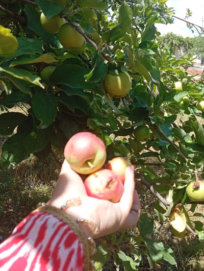 In Kızıl-Bel, Kyrgyzstan, a hand adorned with a beaded bracelet and wearing a red and white patterned sleeve is holding three apples. The apples appear to be in various stages of ripeness, with some showing red blush and others more green. The hand is positioned in front of an apple tree, which is laden with numerous green apples and lush green leaves. The background consists of dry, grassy ground and more apple trees in the distance, suggesting an orchard setting under a bright, sunny sky.